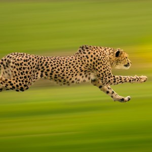 \"Cheetah